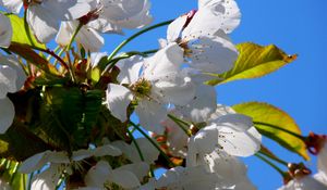 Preview wallpaper tree, cherry, spring, flowers, flowering