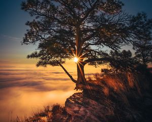 Preview wallpaper tree, cliff, fog, sunrise, dawn, morning, sunlight