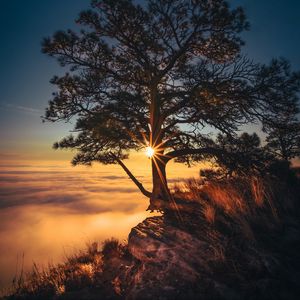 Preview wallpaper tree, cliff, fog, sunrise, dawn, morning, sunlight