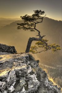 Preview wallpaper tree, cliff, rock, sun