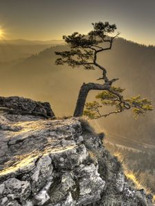 Preview wallpaper tree, cliff, rock, sun