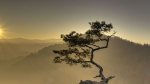 Preview wallpaper tree, cliff, rock, sun