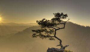 Preview wallpaper tree, cliff, rock, sun