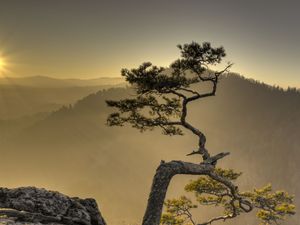 Preview wallpaper tree, cliff, rock, sun