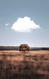 Preview wallpaper tree, cloud, field, grass