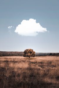 Preview wallpaper tree, cloud, field, grass