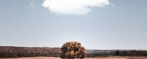 Preview wallpaper tree, cloud, field, grass