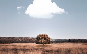 Preview wallpaper tree, cloud, field, grass