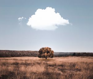 Preview wallpaper tree, cloud, field, grass