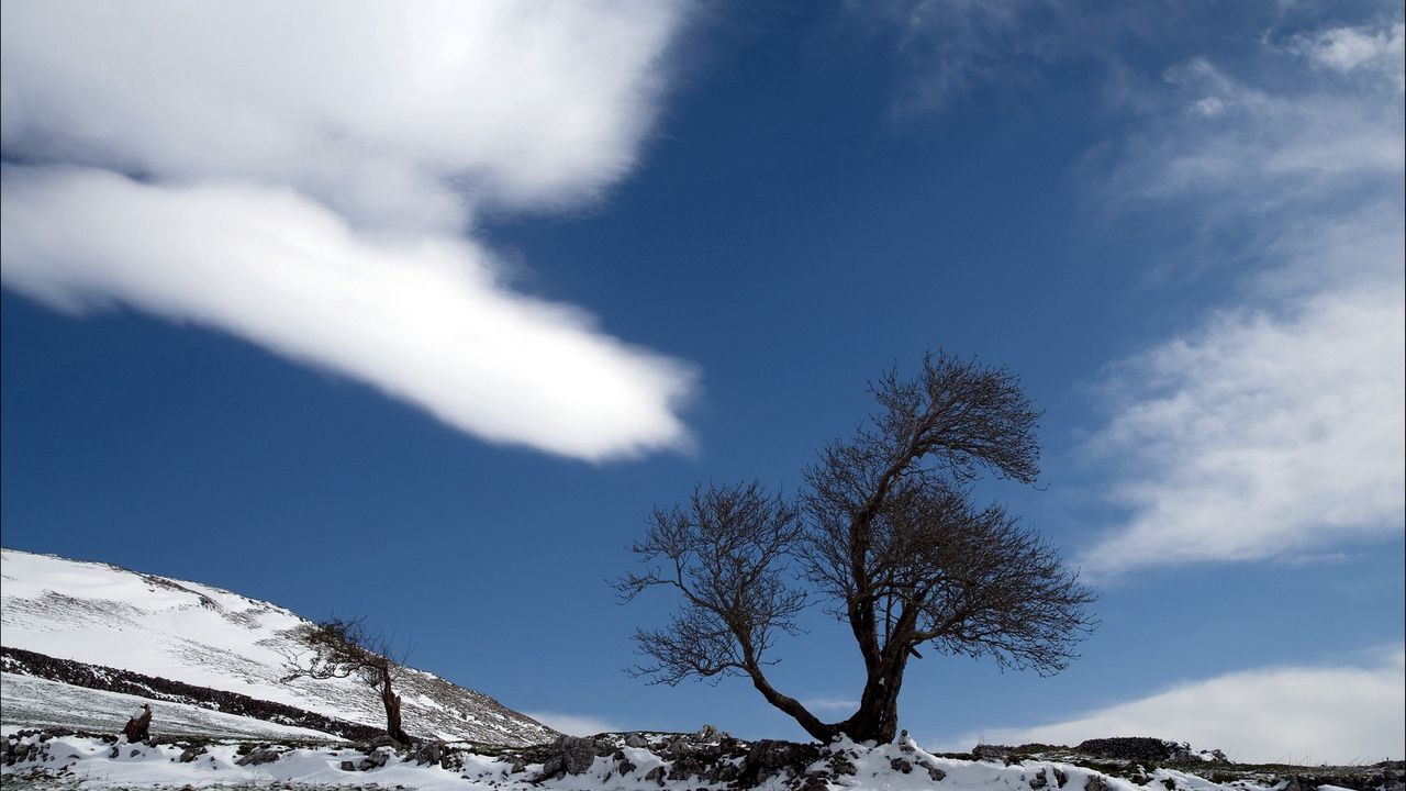 Wallpaper tree, cloud, snow, earth, lonely