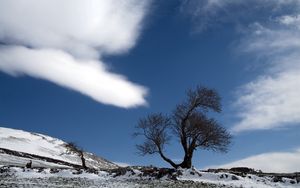 Preview wallpaper tree, cloud, snow, earth, lonely