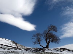 Preview wallpaper tree, cloud, snow, earth, lonely