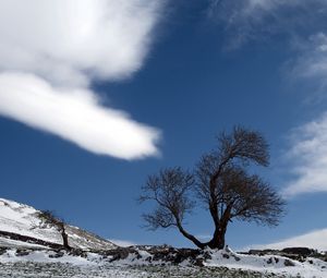 Preview wallpaper tree, cloud, snow, earth, lonely