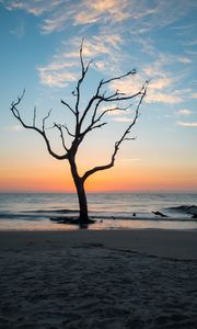 Preview wallpaper tree, coast, beach, sea, nature