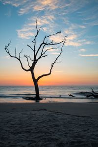 Preview wallpaper tree, coast, beach, sea, nature