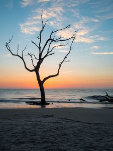 Preview wallpaper tree, coast, beach, sea, nature
