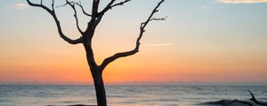 Preview wallpaper tree, coast, beach, sea, nature