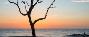 Preview wallpaper tree, coast, beach, sea, nature