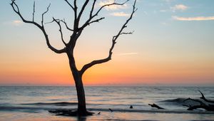 Preview wallpaper tree, coast, beach, sea, nature