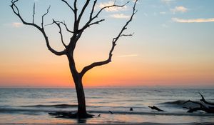 Preview wallpaper tree, coast, beach, sea, nature