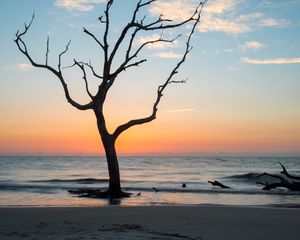 Preview wallpaper tree, coast, beach, sea, nature