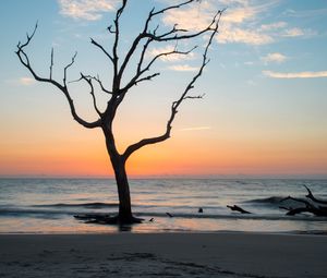 Preview wallpaper tree, coast, beach, sea, nature