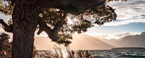Preview wallpaper tree, coast, pebble, sea