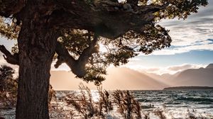 Preview wallpaper tree, coast, pebble, sea