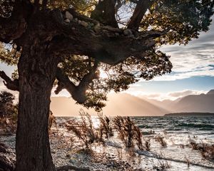 Preview wallpaper tree, coast, pebble, sea