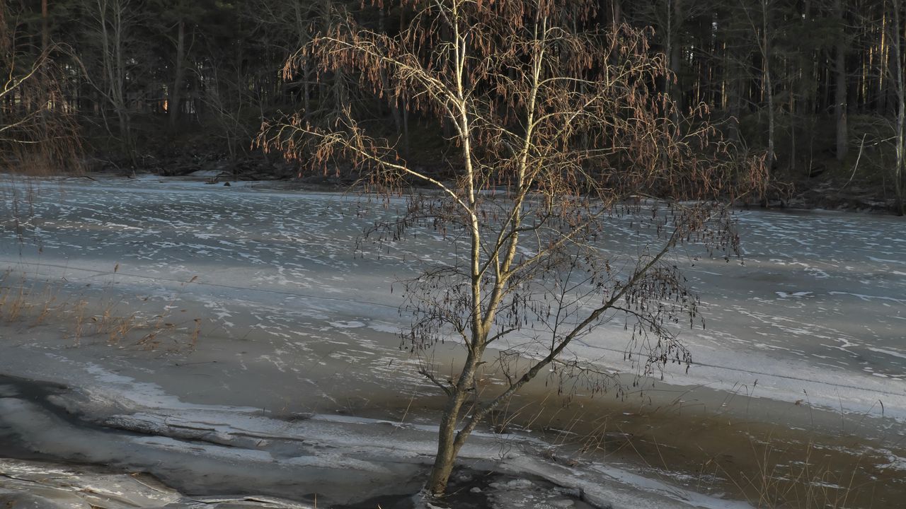 Wallpaper tree, coast, river, ice, spring
