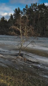 Preview wallpaper tree, coast, river, ice, spring