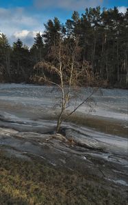 Preview wallpaper tree, coast, river, ice, spring