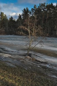 Preview wallpaper tree, coast, river, ice, spring