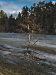 Preview wallpaper tree, coast, river, ice, spring