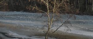 Preview wallpaper tree, coast, river, ice, spring