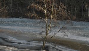 Preview wallpaper tree, coast, river, ice, spring
