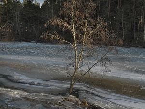 Preview wallpaper tree, coast, river, ice, spring