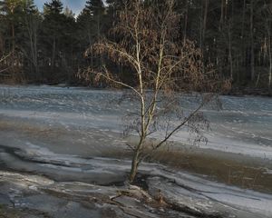Preview wallpaper tree, coast, river, ice, spring