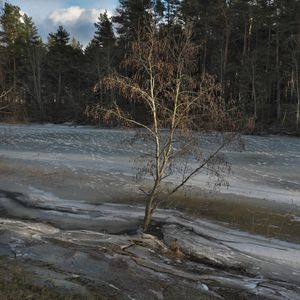 Preview wallpaper tree, coast, river, ice, spring