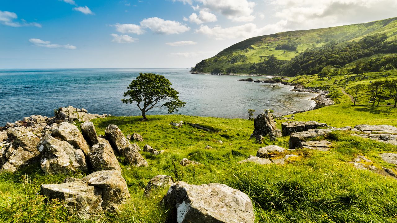Wallpaper tree, coast, sea, horizon, sky