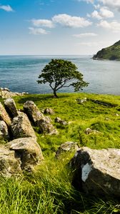 Preview wallpaper tree, coast, sea, horizon, sky