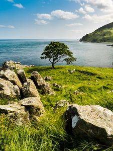 Preview wallpaper tree, coast, sea, horizon, sky