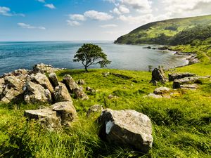 Preview wallpaper tree, coast, sea, horizon, sky
