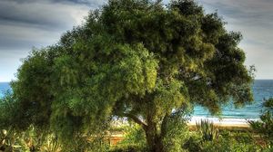 Preview wallpaper tree, coast, sea, vegetation, crones