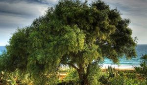 Preview wallpaper tree, coast, sea, vegetation, crones