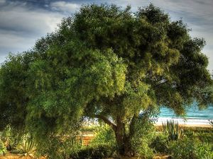 Preview wallpaper tree, coast, sea, vegetation, crones