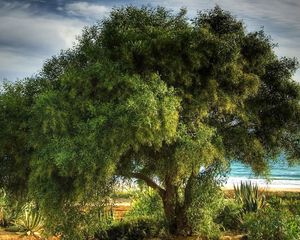 Preview wallpaper tree, coast, sea, vegetation, crones