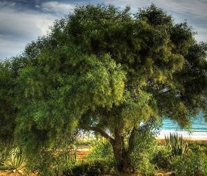 Preview wallpaper tree, coast, sea, vegetation, crones