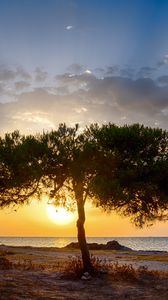 Preview wallpaper tree, coast, sunset, dark