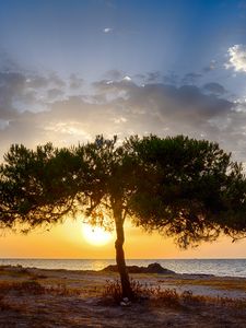 Preview wallpaper tree, coast, sunset, dark